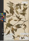 Foto von Salix fragilis L. x Salix pentandra L.